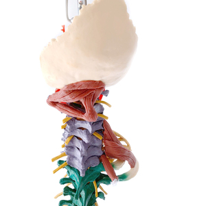 Menschliches Skelett modell Anatomie Wirbelsäulen-Wirbelsäulen modell Medizinisches Skelett modell mit Nerven arterien Becken muskel - Product Image 3
