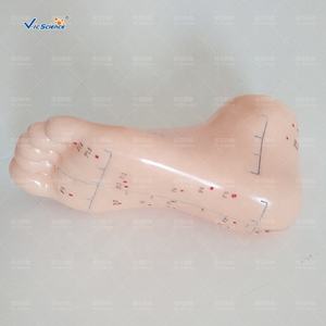 एक्यूपंक्चर हाथ पैर कान के फुट मॉडल 13 सेमी फुट एक्यूपंक्चर मॉडल मालिश एक्यूपंक्चर उत्तेजक प्रशिक्षण - Product Image 3