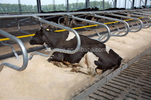 Establo para Ganado, Uso en Granjas, Establos Individuales para Vacas, Cubículos para Ganado - Product Image 6