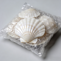 Coquilles Saint-Jacques blanches naturelles faites à la main de 2-3 pouces avec un toucher réel pour l'artisanat et le bricolage