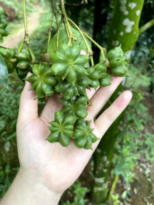 Anís Estrellado Natural Premium en Grano, 200g, Empaque Individual en Bolsa Kraft, Condimento de Alta Calidad para Exhibición en Supermercados - Product Image 4