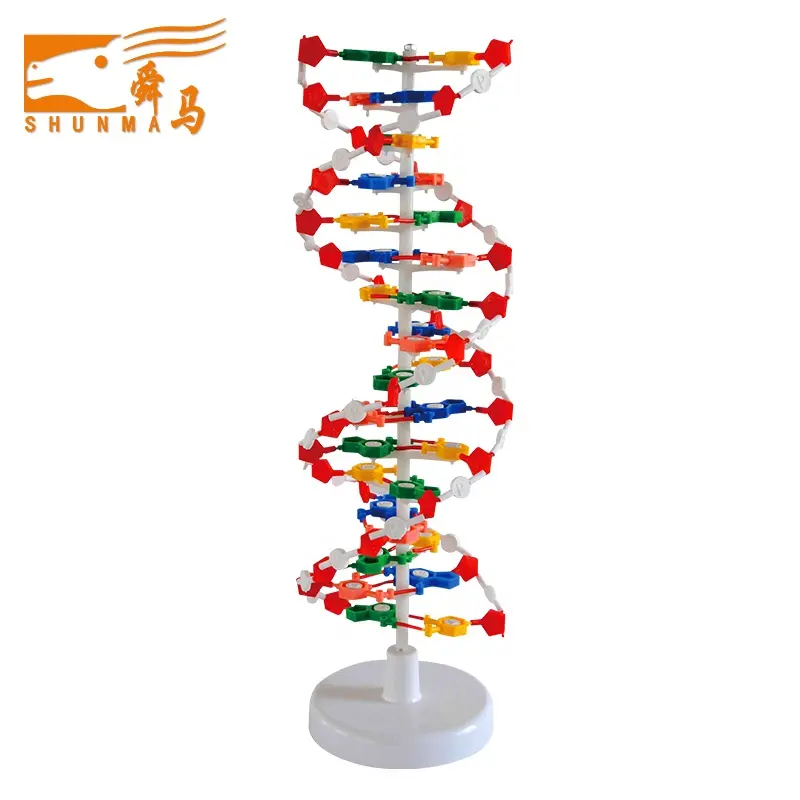 DNA modeli/biyolojik modeli tıbbi öğretim biyolojik çift sarmal DNA yapısı modeli