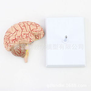 Modèle d'artère cérébrale humaine, modèle d'anatomie du cerveau, modèle de cerveau, anatomie de l'hémisphère cérébral, grandeur nature, avec étiquettes. - Product Image 4