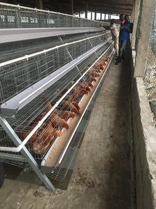 Equipo para Avicultura: Jaula de Batería para 160 Gallinas Ponedoras y Codornices, Gallinero - Product Image 2