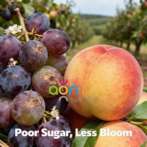 Compost Orgánico Líquido de Calcio y Boro Agrinorm para Uvas, Mejora la Absorción de Calcio y Boro, Aumenta la Producción de Uvas, 100% de Pureza - Product Image 4