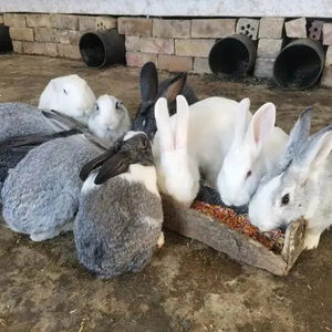 Alimentation de lapin à viande en phase complète - Product Image 2