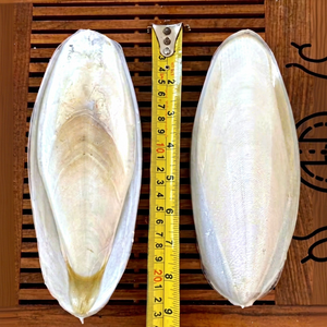 High Quality Natural Dried Cuttlefish for <b>Birds</b> Wholesale VIET NAM Premium quality Trimmed edge Cuttlefish bone in blister pack - Product Image 1