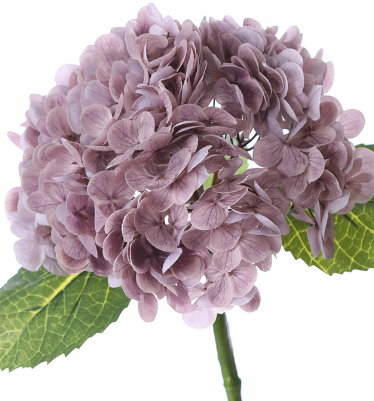 Pourpre