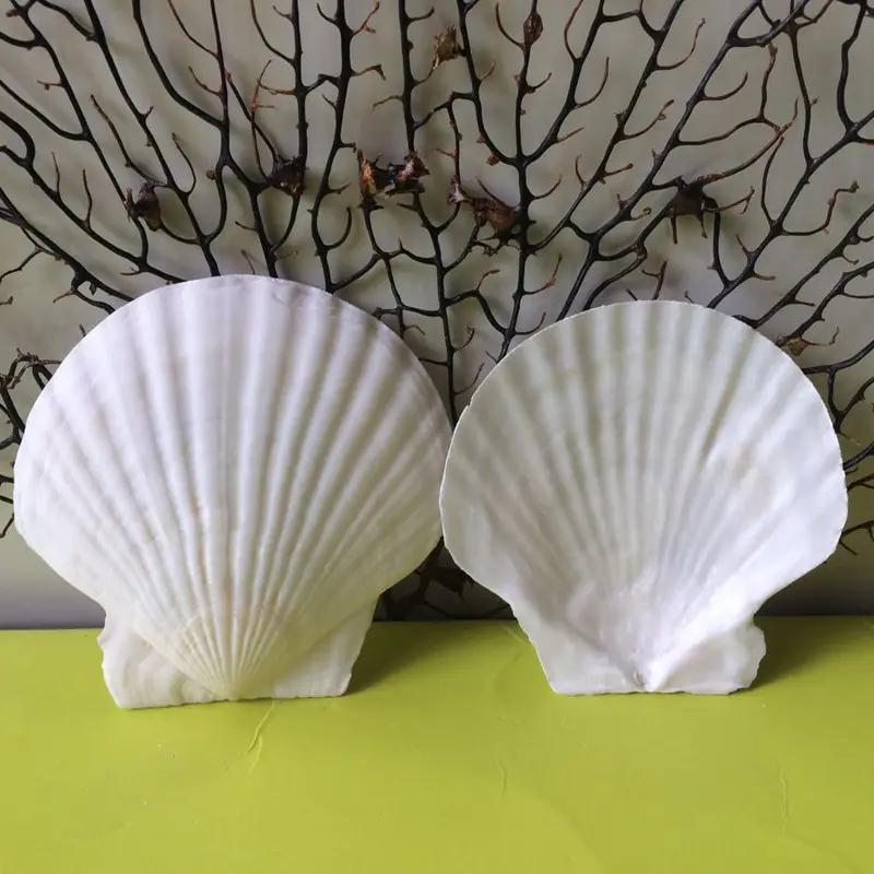 Natural White Scallop Large Shell Home Diy Decoration