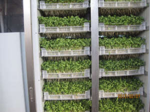 Machine automatique de germination de haricot mungo Luzerne Galic Orge Herbe Bovins Fourrage Vert Machine de culture de germination de haricot - Product Image 3