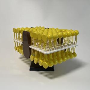 Modelo de Estructura de Membrana Celular - Kit de Modelo de Mosaico Fluido para Educación en Biología y Demostración Científica - Product Image 3