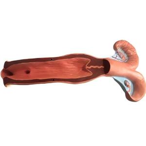 Modèle d'anatomie de l'utérus bovin, aide pédagogique pour la <span class=keywords><strong>formation</strong></span> vétérinaire, destiné à l'éducation médicale animale et à la <span class=keywords><strong>formation</strong></span> pratique en écoles vétérinaires - Product Image 5