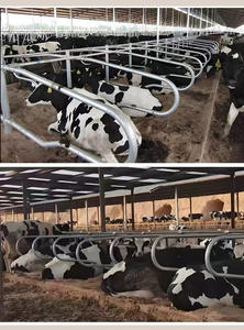 Establo Portátil Flexible Prefabricado para Vacas y Cubículos para Ganado Vacuno en Exteriores - Product Image 3