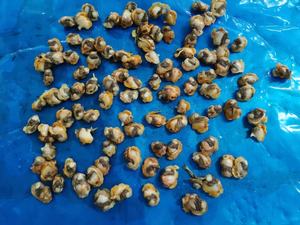 หอยเลือดแช่แข็ง - Product Image 4