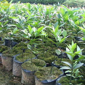 <span class=keywords><strong>Sac</strong></span> de jeunes arbres PE Offre Spéciale pour la fraise - Product Image 6