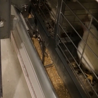 Cage à poulets automatique en H galvanisée à chaud de haute précision pour l'élevage commercial de poules pondeuses