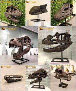 My Dino Original Size Fiberglass Dinosaur <span class=keywords><strong>Fossil</strong></span> Dinosaur Skull Of <span class=keywords><strong>Velociraptor</strong></span> For Museum Display - Product Image 3