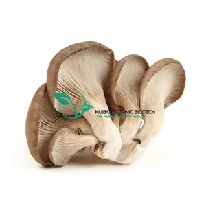 乾燥オイスターマッシュルーム純粋粉末/Pleurotus ostreatus粉末