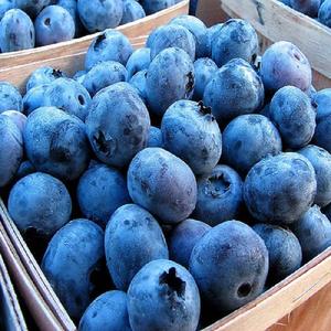 fresh berries blueberry factory price