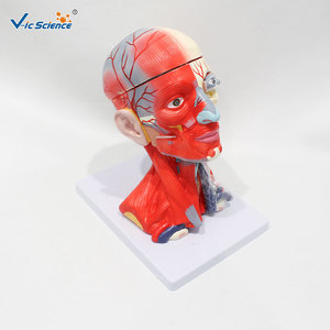 Modèle anatomique détaillé de la tête et du cou avec cerveau ; modèle pédagogique médical de la structure détaillée de la tête et du cou humains. - Product Image 2