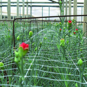 Su misura PP traliccio reticolato reticolato pianta arrampicata netto per cetriolo pomodoro chicco d'uva - Product Image 5