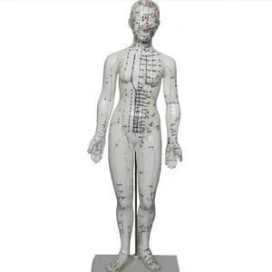 Modèle de formation en acupuncture chinoise pour les <span class=keywords><strong>sciences</strong></span> médicales - Product Image 2