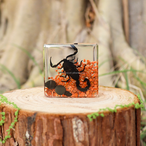 <span class=keywords><strong>Taxidermie</strong></span> en résine : Papillons et insectes réels en résine, micro-scènes et spécimens animaux en résine - Product Image 4