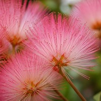 Thé aux fleurs d'albizia séchées 500g en vrac, thé naturel apaisant pour le sommeil, en feuilles, sans soufre