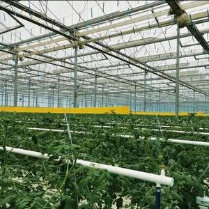 Invernadero Venlo Multi Span de policarbonato de tubería galvanizada para plantar/cría/exposición/experimento/investigación ecológica - Product Image 6