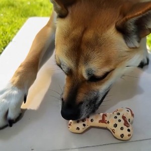 Juguete de Peluche con Sonido para Mascotas, Juguete Interactivo para Perros, Diseño de Animales Amarillos y Blancos para Interiores - Product Image 3