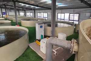 BC112 30 Miliar CFU/G Probiotik Penghilang Nitrit untuk Budidaya Ikan, Kerang, dan Cangkang, Bakteri Denitrifikasi Aerobik Akuatik - Product Image 4