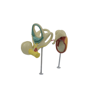 Modelo 3D de Anatomía del Oído Humano, Modelo de Oído Exterior, Medio e Interior con Base, 3 Piezas, 2 Desmontables - Product Image 2