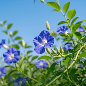Té de Flores de Guisante de Mariposa Premium, Color <span class=keywords><strong>Azul</strong></span> Natural, Sin Cafeína - Product Image 3
