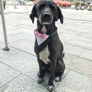 <span class=keywords><strong>Collar</strong></span> para Perro Estilo Caballero Británico con Lazo y Hebilla, Accesorio para Bodas - Product Image 4