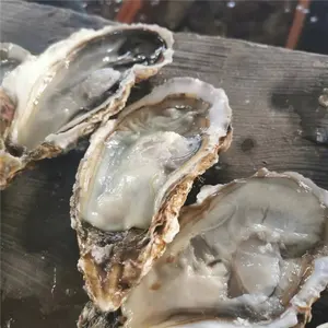 Austern-muscheln-sortiermaschine meeresfrüchte fischgewicht-sortiermaschine online-gewichtungs- und sortiermaschine