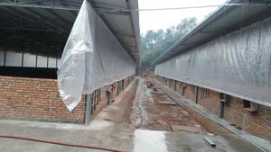 Bâche transparente haute résistance <span class=keywords><strong>pour</strong></span> abri de poulets, rideau d'élevage de porcs, film tissé à bord renforcé enroulable - Product Image 3