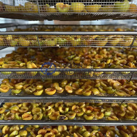 Machine de séchage de fruits personnalisable à source de chaleur, pour pruneaux et abricots