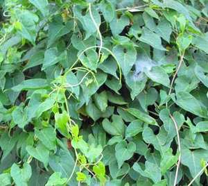 ธรรมชาติ Fo-Ti รากผง Heshouwu / Foti สารสกัดจาก10:1 - Product Image 3