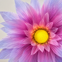 Paarse blauwe Dahlia zonnebloemkop gigantische papieren kunstbloem bruiloft evenement decoratie commerciële bloemendisplay levering