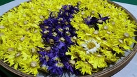 Bunga teratai kering harum Nymphaea Caerulea jumlah besar teh kuncup bunga teratai biru