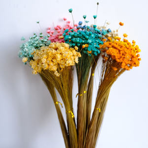 N-086 Naturel Sec Fleurs Brésiliens Petite Étoile Marguerite Décoratif mini fleurs séchées bouquet de Mariage Arrangements Floraux Artisanat - Product Image 3