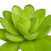 Livraison Rapide Plante Artificielle Bohème Vert Émeraude (Succulente & Cactus) pour Présentation en Boutique, Décoration de Centre Commercial