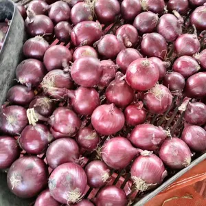 Harga pasar tanaman baru Cina bawang kuning segar dan Bawang Merah adalah terendah untuk grosir