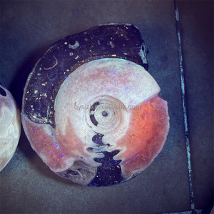 Amonita fosilizada pulida de Timor Leste, de la era Permiana, para exhibición <span class=keywords><strong>paleo</strong></span>árqueica en gabinetes de investigación geológica. - Product Image 3
