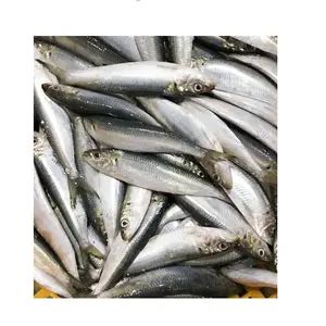 Beste Qualität Marokko ganze Sardinen für den Marktverkauf für Dosierungszwecke Sardine als Köder