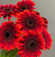 Yunnan bunga segar grosir potongan segar Gerbera Jamesonii
