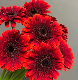 Base de flores frescas de Yunnan <span class=keywords><strong>Gerbera</strong></span> de corte fresco al por mayor <span class=keywords><strong>Jamesonii</strong></span> - Product Image 4