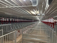Nouvelles cages de gestation pour truies, équipement d'élevage porcin, cages à porcs galvanisées à chaud