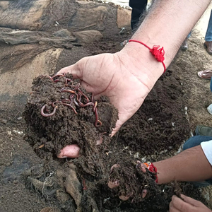 Mejor Precio en Venta, Compost Vermicólico Indio de 1 Kg, Fertilizante Orgánico, Alta Demanda, Calidad de Exportación, Uso Agrícola - Product Image 1