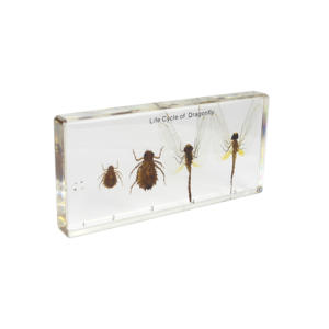 รอบชีวิตของแมลงแมลงปีกแมลงวันเพื่อแสดงประวัติชีวิตของตัวอย่างแมลงในห้องเรียนแมลงปีกแมลงวันเพื่อการศึกษาวิทยาศาสตร์ - Product Image 4